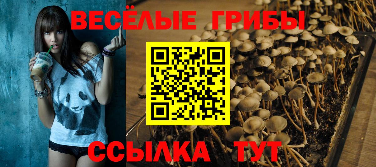 Псилоцибиновые грибы Cubensis  даркнет сайт  Вход с VPN  Новотроицк  Галлюциногенные грибы Psilocybe 