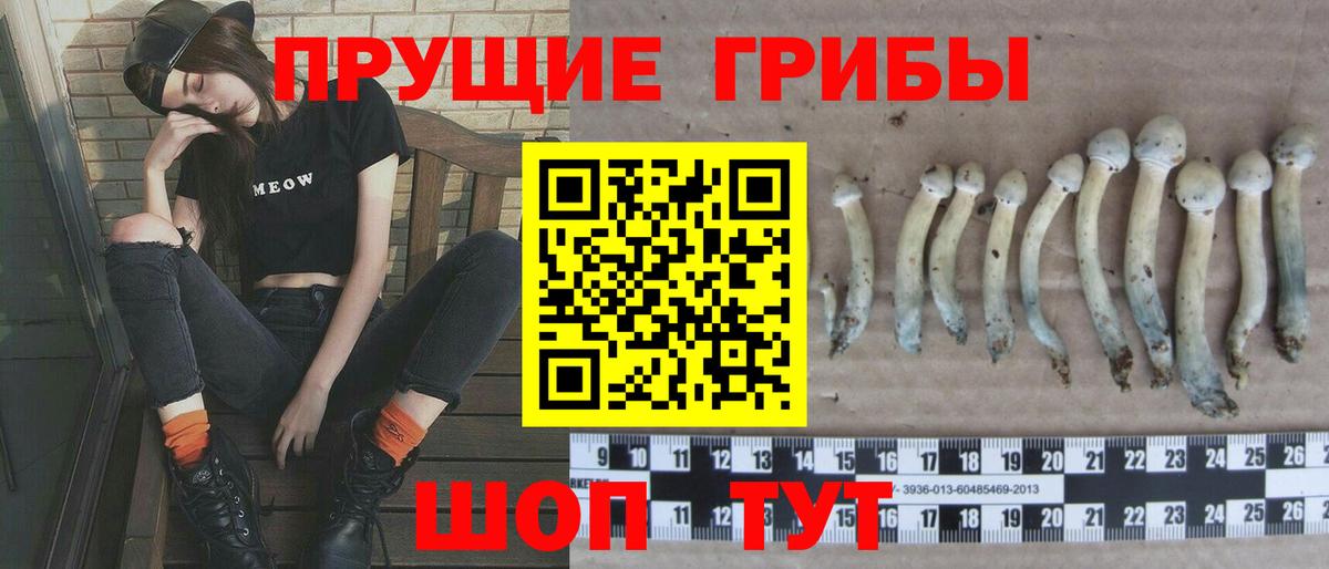 Галлюциногенные грибы Psilocybe Новотроицк